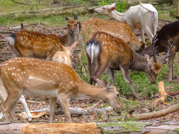 istock Damwild, Sika, Deer in the Forest 1174238965