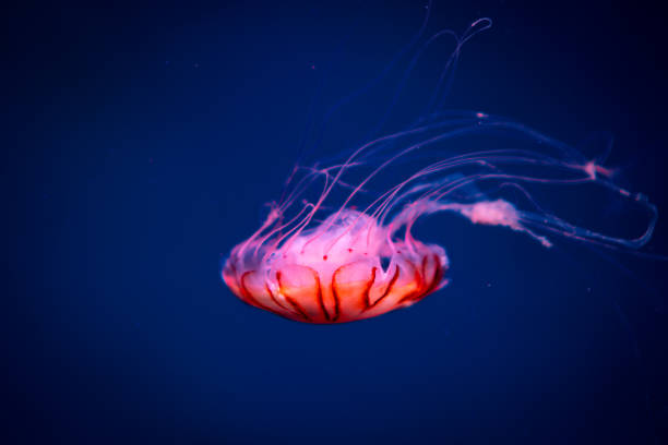 istock jellyfish in blue water, sea life 1174239476