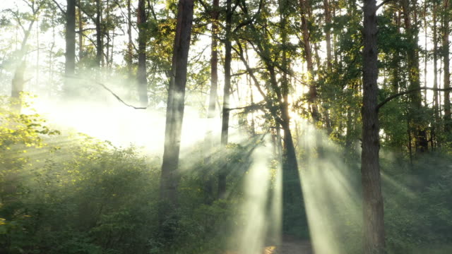 A drone flying over a summer blurred forest early in the morning. The sun's rays cut through the fog.