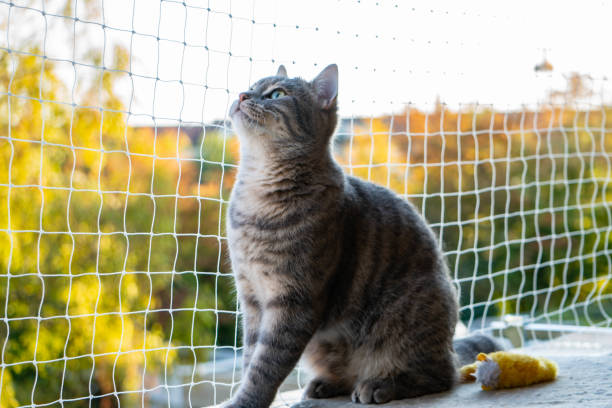 istock cat sitting on the balcony with nature in the background 1174240627