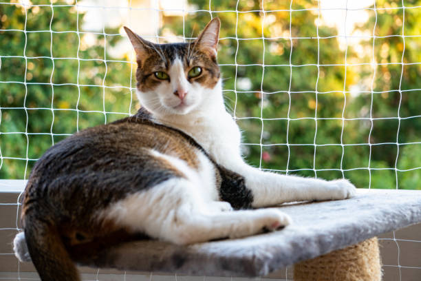 istock cat sitting on the balcony with nature in the background 1174240651