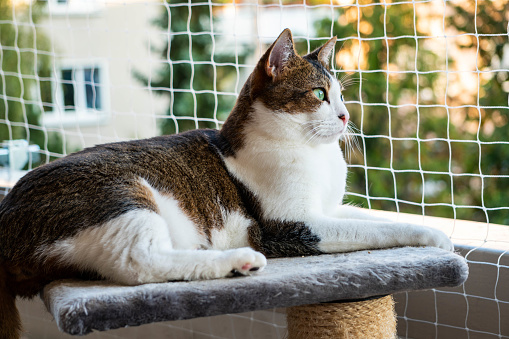 cat on the balcony with beautiful nature in the background