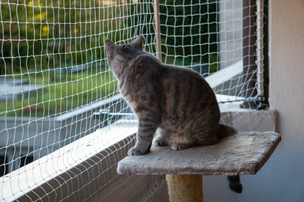 istock cat sitting on the balcony with nature in the background 1174240679