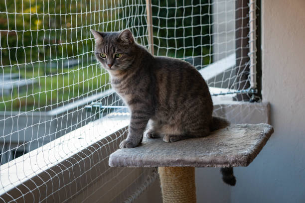 istock cat sitting on the balcony with nature in the background 1174240680