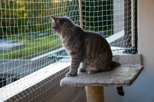 istock cat sitting on the balcony with nature in the background 1174240686