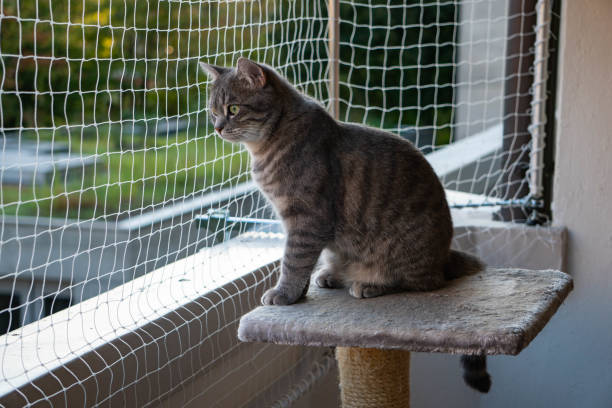 istock cat sitting on the balcony with nature in the background 1174240692