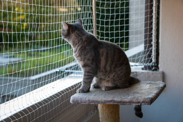 istock cat sitting on the balcony with nature in the background 1174240693