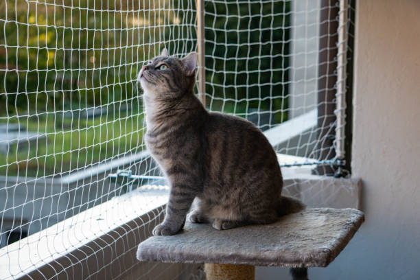 istock cat sitting on the balcony with nature in the background 1174240698