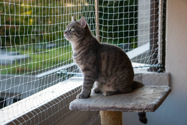 istock cat sitting on the balcony with nature in the background 1174240702