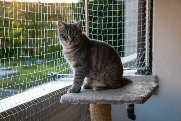 istock cat sitting on the balcony with nature in the background 1174240708