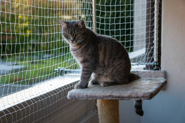 istock cat sitting on the balcony with nature in the background 1174240713