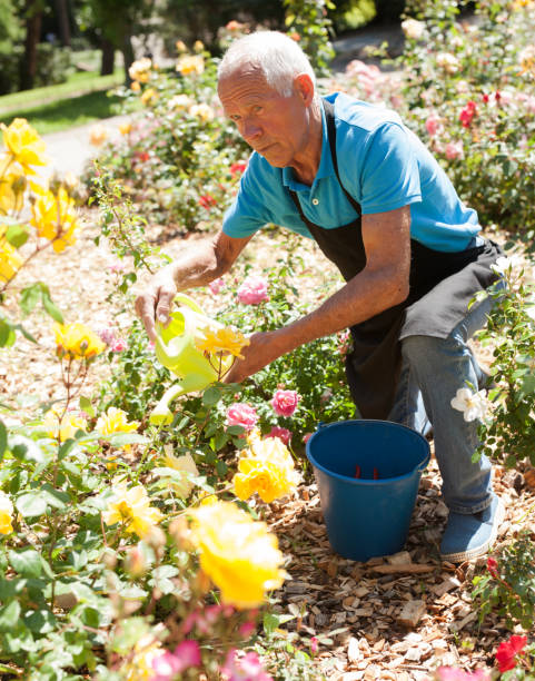 istock Male taking care and watering roses 1174241308