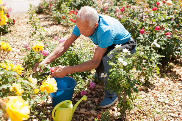 istock Man cutting back shoots of rose bushes 1174241312