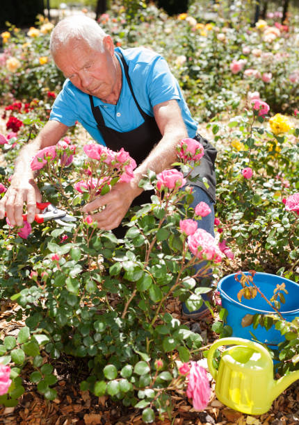 istock Male cutting branches of blooming roses 1174241320