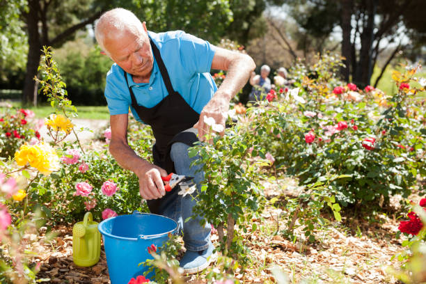 istock Male cutting branches of blooming roses 1174241349