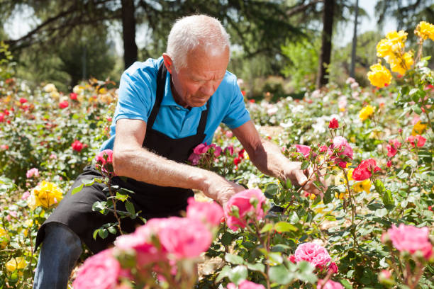 istock Man cutting with scissors roses bushes 1174241396