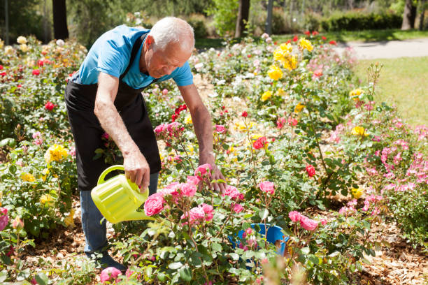 istock Male taking care and watering roses 1174241400
