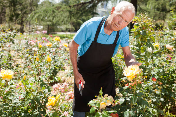istock Man cutting with scissors roses bushes 1174241447