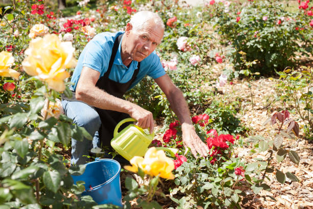istock Man watering rose bushes 1174241467