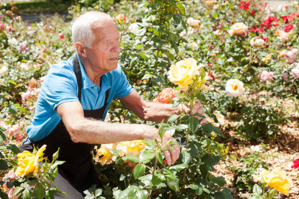 istock Male cutting branches of blooming roses 1174241472