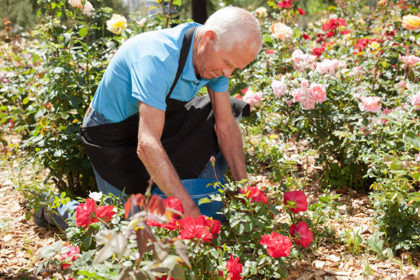 Man cutting back shoots of rose bushes