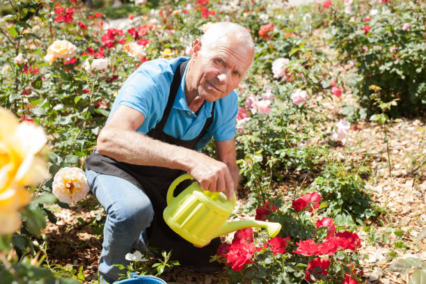 istock Male taking care and watering roses 1174241505
