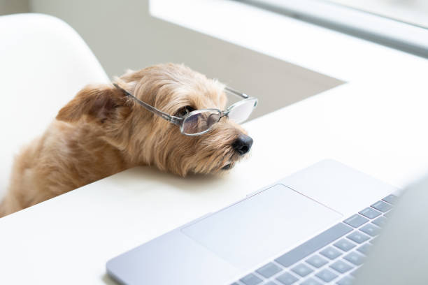 istock Norfolk Terrier dog woking with laptop at office 1174241507