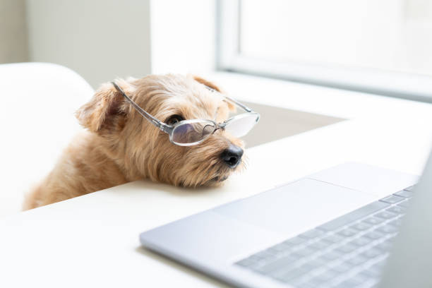 istock Norfolk Terrier dog woking with laptop at office 1174241508