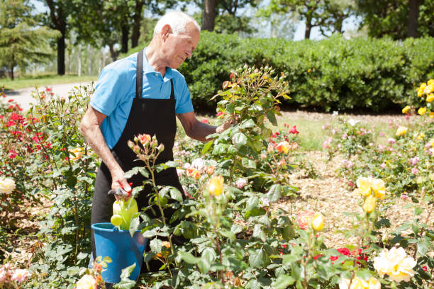 istock Man controlling growing of roses 1174241584