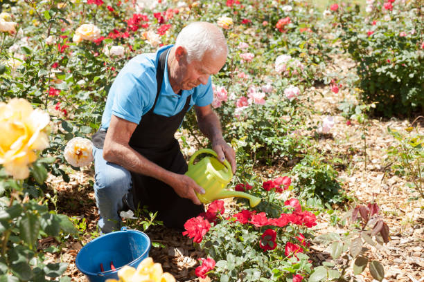 istock Man watering rose bushes 1174241641