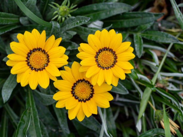 istock Three big yellow flowers from top view in the garden 1174242782