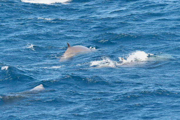 A pod of three Cuvier's Beaked Whales in the Bay of Biscay stock photo