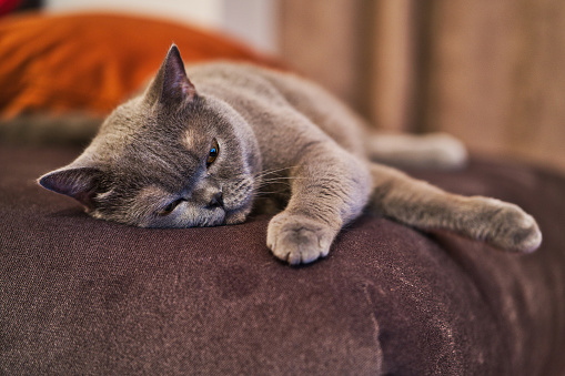 sweet cat stretches on the sofa