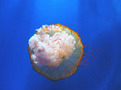 Beautiful translucent pink jellyfish swim against the backdrop of a gradient blue sea. Chrysaora fuscescens