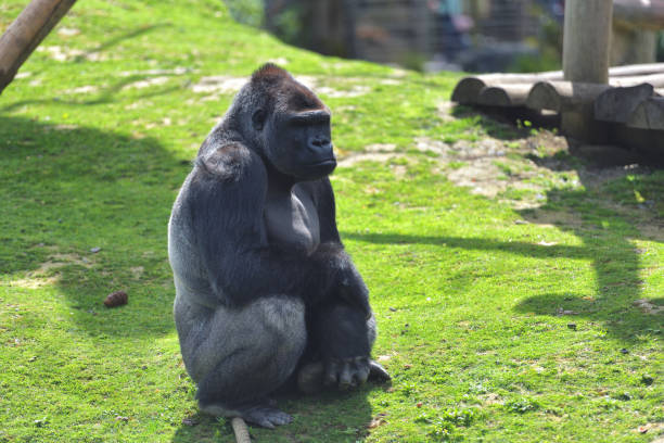 adult gorilla in green grass - gorilla zoo animal silverback gorilla imagens e fotografias de stock