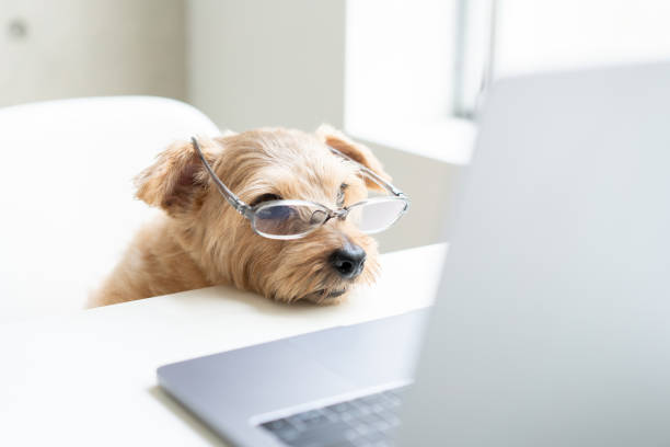 istock Norfolk Terrier dog woking with laptop at office 1174247549