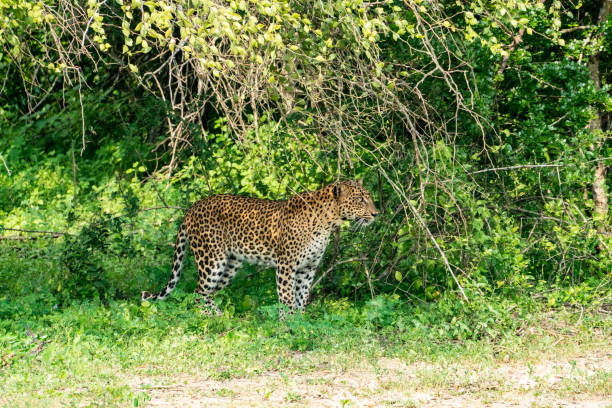 leopardo nel cespuglio verde nel parco nazionale di yala - indochina wild animals cats travel locations foto e immagini stock