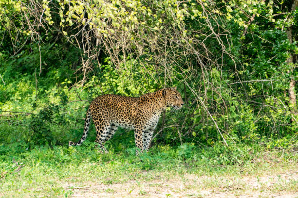 leopardo no arbusto verde no parque nacional de yala - indochina wild animals cats travel locations - fotografias e filmes do acervo