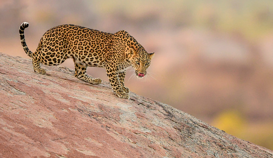 An agile and vigilant female Leopard watching over her territory from top of the hills. Jawai. India