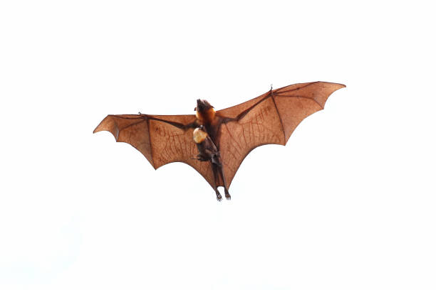istock Mother and baby bat 1174248178