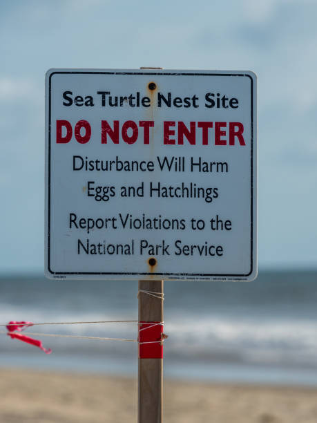 istock Sea Turtle Nest Sign 1174248309