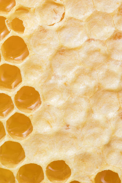 istock Honeycomb with honey close-up 1174250044