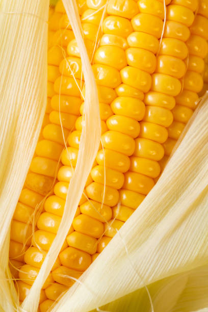 istock very close to the fresh corn cob 1174250451