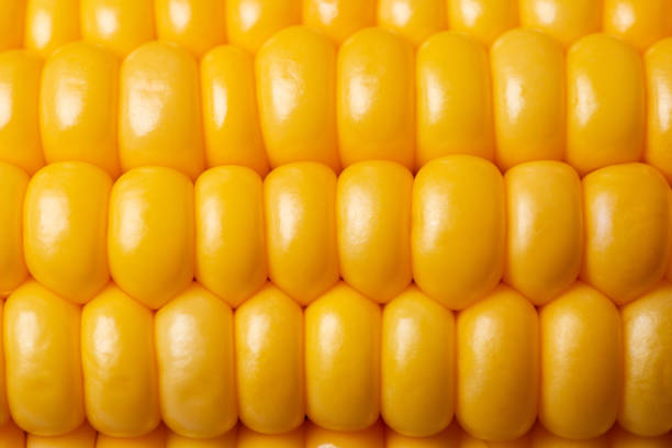 istock very close to the fresh corn cob 1174250520