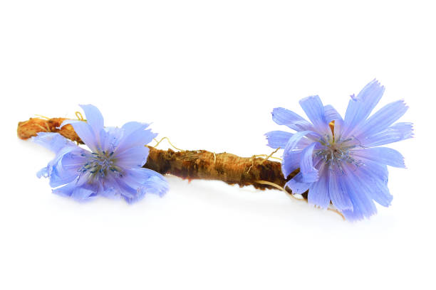 la raíz de achicoria y las flores están aisladas sobre fondo blanco. flores azules de achicoria. raíz de achicoria se considera un sustituto del café y es una fuente de inulina. - chicory fotografías e imágenes de stock