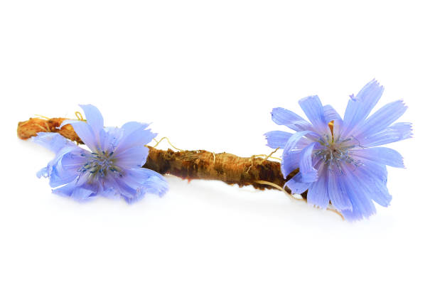 radice di cicoria e fiori sono isolati su sfondo bianco. fiori blu di cicoria. la radice di cicoria è considerata un sostituto del caffè ed è una fonte di inulina. - chicory foto e immagini stock