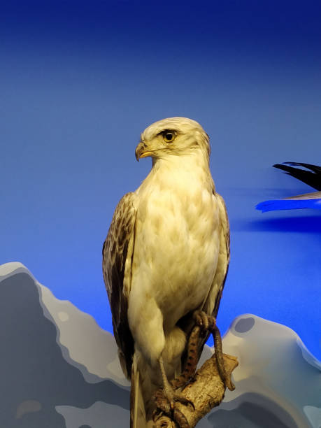 istock Eagle in a close-up photo 1174250956