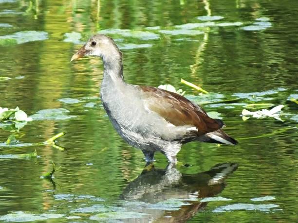 istock Common Gallinule (Gallinula galeata) standing in the Florida wetlands 1174251304
