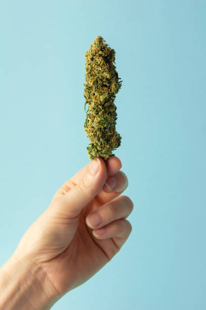 블루 배경에 의료 마리화나 또는 대마 버드를 들고 여자의 손 - bud 뉴스 사진 이미지