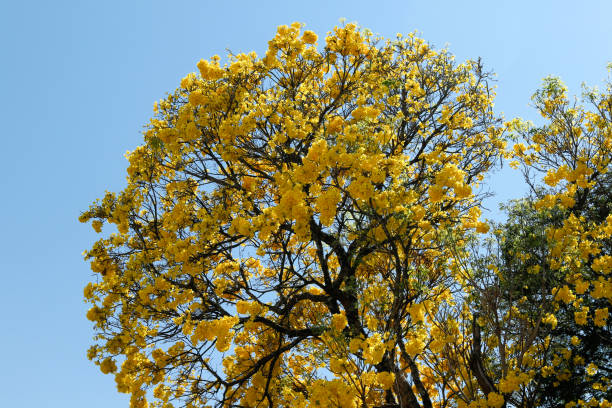istock Bloom detail yellow ipe with blue sky 1174255531